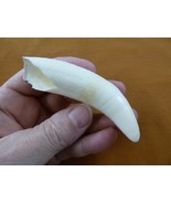 (G376-278) 3-7/8&quot; GATOR Alligator Aligator Tooth TEETH jewelry I love ga... - €108,14 EUR