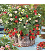 New Fresh Italian Alpine Strawberry 100 Seeds White Red Pink Flowers Big... - €12,61 EUR