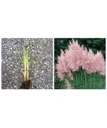 4 Plugs Pampas Grass Pink - $86.99