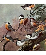 Chickadee Nuthatch Titmouse 1955 Plate Print Birds Of America Nature Art... - $564.18 MXN