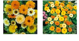 300 Seeds Calendula FIESTA GITANA DWARF Mix Pot Marigold Flowers Edible  - $26.99