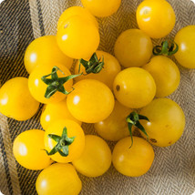 30+ Gold Nugget Cherry Tomato Seeds Organic Heirloom Non Gmo Supersweet Fresh Ne - £6.73 GBP