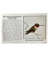 Ruby Throated Hummingbird Bird Print 1931 Blue Book Birds Of America Art... - $458.41 MXN