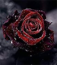 20 Heirloom Witch Brown Rose Plant Flowers Seeds - $10.10