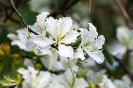 10 White Orchid Tree Bauhinia Alba Camel'S Foot Butterfly Flower Tree Seeds - $5.70