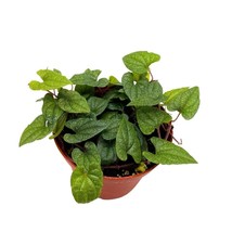 Piper Silver Flecks, 4 inch, Miniature Leaf Rare Piper Silver Flek Variegated - £25.89 GBP