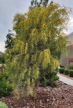 US Seller Acacia Saligna Orange Wattle Australian Golden Wattle 20 Seeds Fast Sh - £14.61 GBP