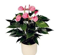 100 Seeds Anthurium Seeds Light Pink Flowers Garden Beautiful - £4.64 GBP