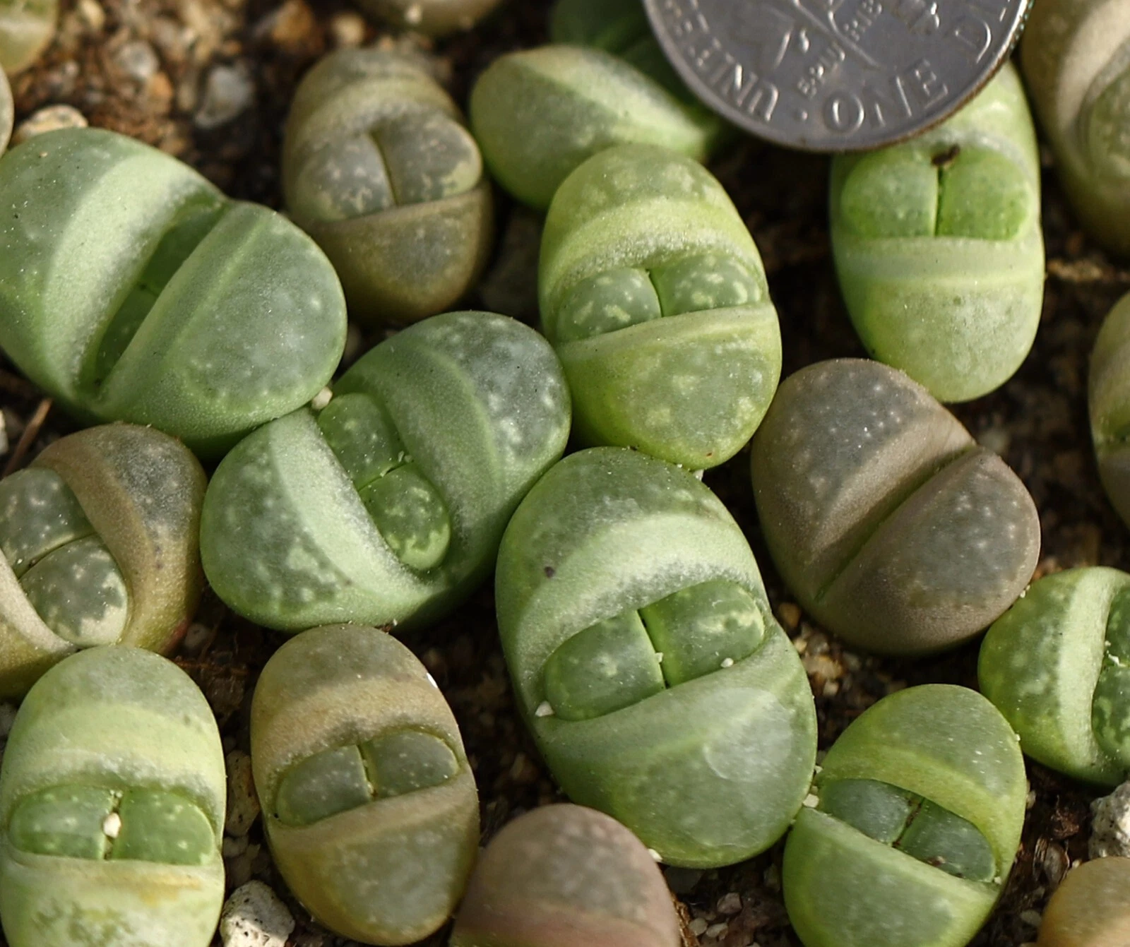 Plant -one- Lithops herrei L.optica - $11.78