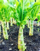 Chinese Lettuce Stem asparagus Celttuce Celery Luttuce Woju Wosum 50 seeds - £3.34 GBP
