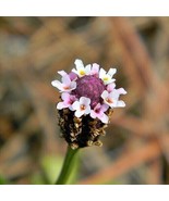 LD Matchweed A.K.A. Frog-Fruit (30 Seeds)Fresh This Season&#39;S Harvest Fas... - $11.57