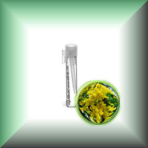 Cassie Sweet (Acacia Farnesiana) Absolute Oil - $7.92+