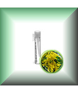 Cassie Sweet (Acacia Farnesiana) Absolute Oil - $7.92+