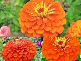 300 ORANGE ZINNIA Summer Flowering Annual Cut Flowers Seeds Garden Fast Easy - £13.23 GBP