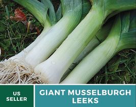 200 Seeds Leek Giant Musselburgh Seed Allium porrum Vegetable Open Pollinated - £12.39 GBP