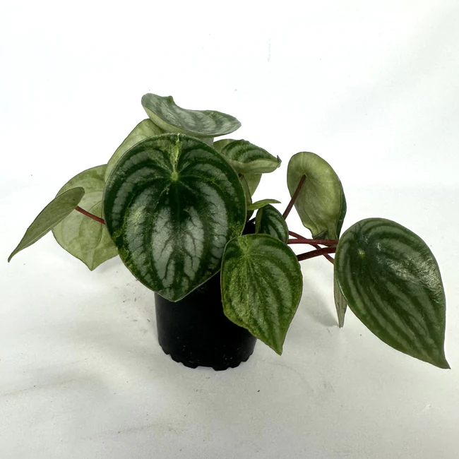 TKBONStore Peperomia Argyreia Variegata Low Color 3.5 Inch - $71.98