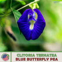 US Seller 10 Blue Butterfly Pea Seeds, Clitoria Ternatea, Culinary, Medicinal - £9.72 GBP