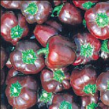 Miniature Sweet Bell Peppers Chocolate  10 Seeds  Garden Beautiful USA SELLER - $5.60