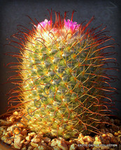 Rare Mammillaria Bombicina @J@ Fish Hook Exotic Cacti Cactus Seed 15 Seeds - £7.07 GBP