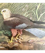 Marsh Harrier Art Print Color Plate Birds Of Prey Vintage Nature 1979 DW... - $49.14 CAD