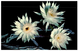 Arizona Queen Of The Night Also Called Night Blooming Cereus Cactus Postcard - £5.48 GBP
