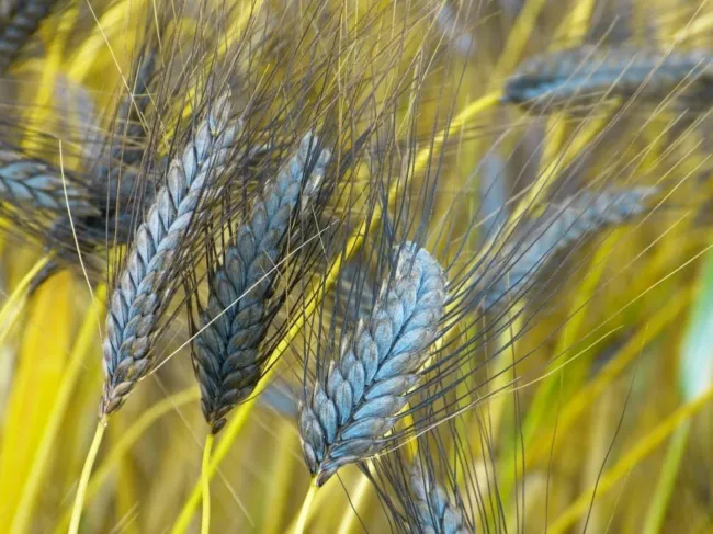 Utrecht Blue Wheat Grass (Triticum Dicoccum) Seeds 10+ Seeds Fresh Garden - £21.31 GBP