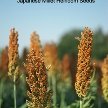 Seeds Japanese Millet 5000 Seeds Forage Crop Ground Cover All Zones Bird Seed Ga - £13.64 GBP