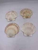 Set of 4 Large Scallop SeaShells for Beach Decor, Crafting, Display - £13.85 GBP