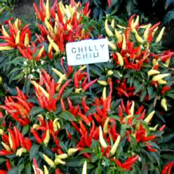 USA Seller FreshChilly Chili Pepper Seeds Very Unique Pepper - £10.20 GBP