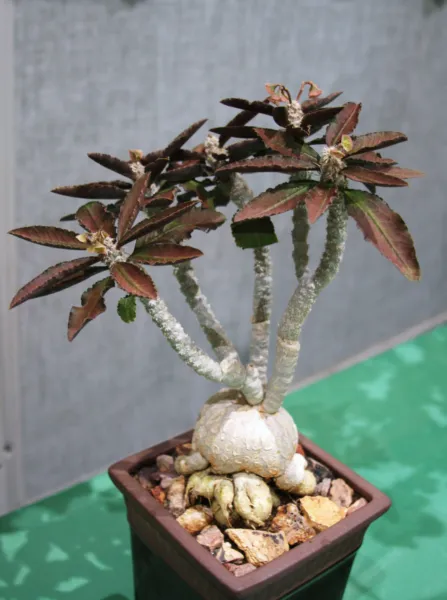 Euphorbia Ambovombensis Madagascar Bonsai Caudex Cacti 10 Seeds Fresh Garden - £18.72 GBP