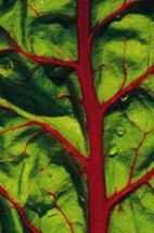 300 pcs Ruby Red Swiss Chard (Perpetual Spinach) Beta Vulgaris Cicla Seeds - £7.07 GBP