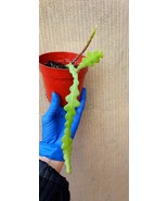 Epiphyllum Anguliger, Ric Rac Cactus, Zig Zag Cactus, Fishbone Cactus, C... - $275.88 MXN