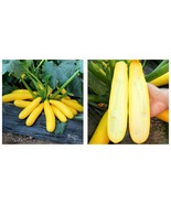 10 Bags (10 Seeds / Pack) of Banana Zucchini seeds, &#39;Yellow Banana&#39; series - £21.22 GBP