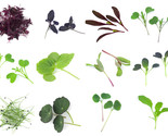 Simple Pack 30 verities  seed Microgreen Vegetable Herb Spice, Sprouting - $7.92