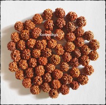 6 Mukhi Six Face Rudraksh Rudraksha 100 Pcs Loose Beads - £58.90 GBP