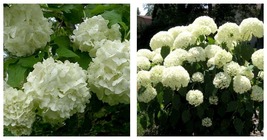 6-12&quot; Tall - Old Fashioned Snowball Viburnum Shrub/Bush - Live Plant - 4&quot; Pot - £69.53 GBP