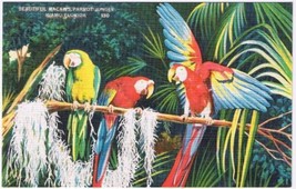 Florida Postcard Miami Parrot Jungle Beautiful Macaws - $2.96