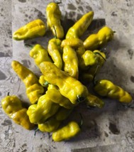 Easy to Grow 20+ T-Rex Mustard Pepper Seeds - Super Hot Pepper - £3.27 GBP