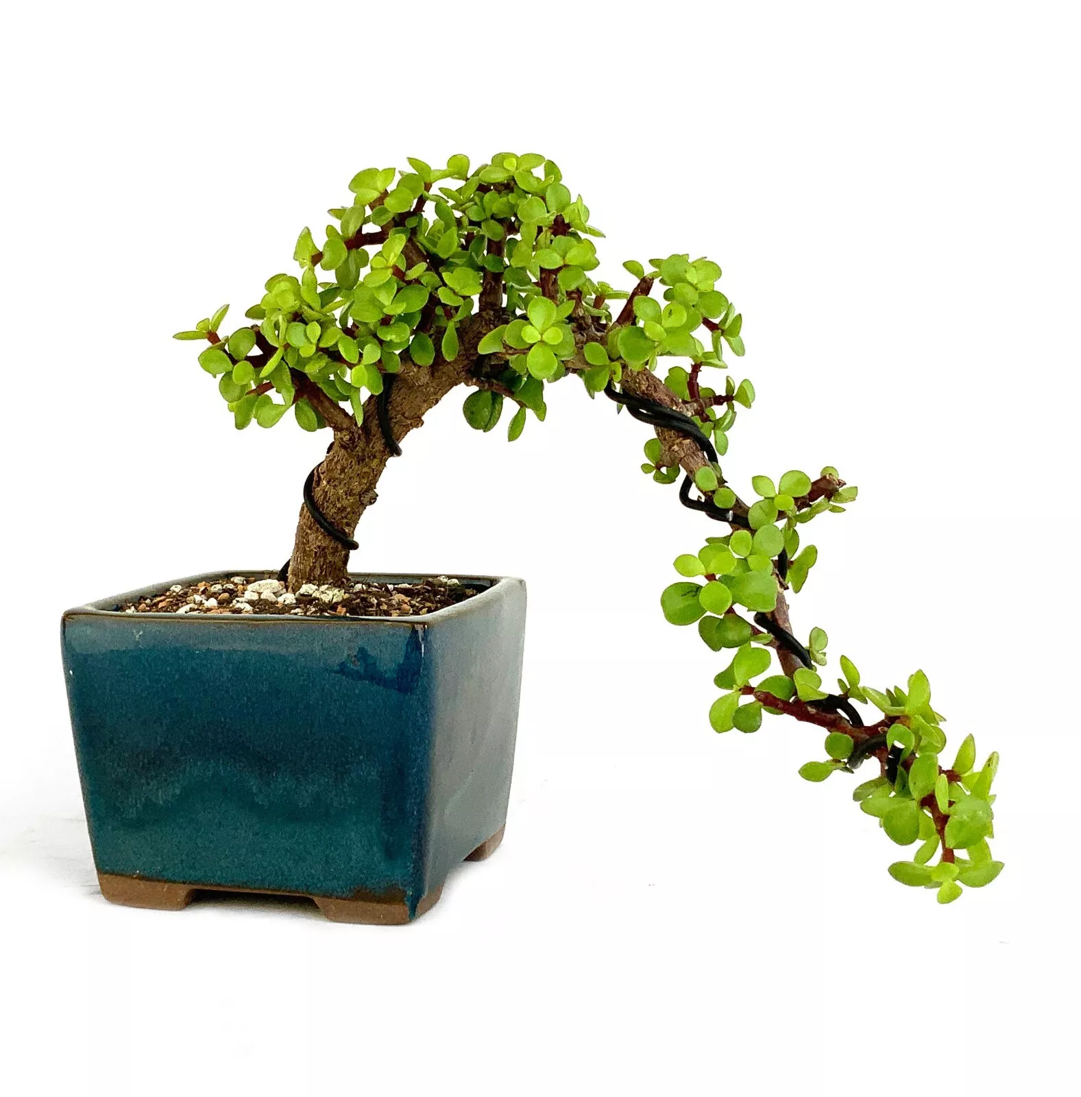 PSStore Jade Bonsai Tree 3 5 Years Old 10&quot; 14&quot; Tall Potted In 5&quot; Ceramic... - $151.38