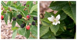 Thornless Blackberry- Rubus - Taste Of Heaven-4&quot; Pot - Live Plant  - £38.52 GBP