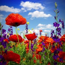 600 Seeds Of Hyssop &amp; Red Corn Poppy Seed Mix Red And Blue Summer Blooms Non Gmo - £9.41 GBP
