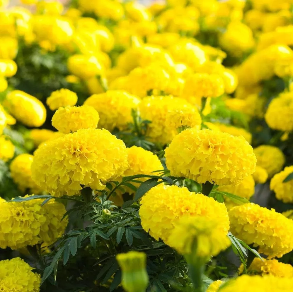 Lemon Drop Marigold 25 Seeds For Garden Planting USA Seller - $10.50