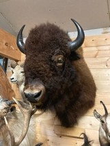 Real Buffalo / Bison Shoulder Taxidermy Mount New 37 Inches Wall To Nose - £2,617.64 GBP