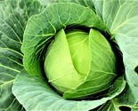 Copenhagen Market Cabbage Seeds 200 Seeds Non-Gmo Fast Shipping - $7.99