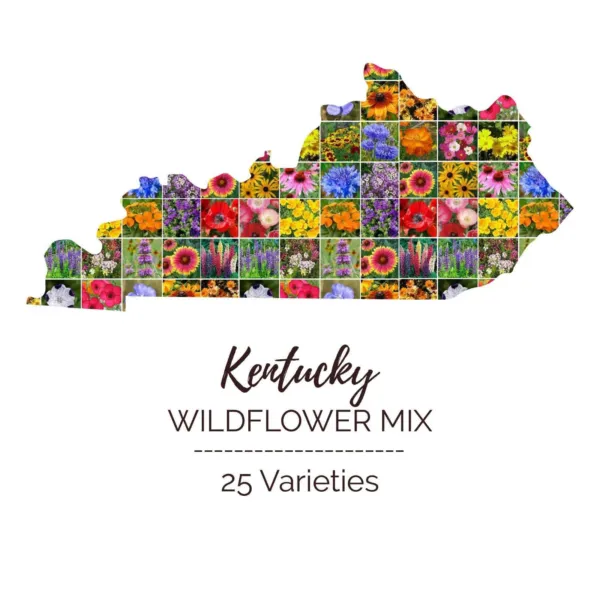 Wildflower Kentucky State Mix Perennial &amp; Annual 25 Types Non Gmo 1000 Seeds Fre - £7.83 GBP