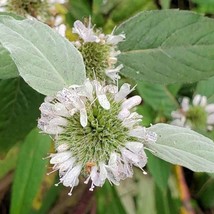 Fresh New 100 Hoary Mountain Mint seeds zone 49 - $16.70