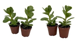 2 Pack in 2&quot; Pots - Trailing Jade Plant - Senecio jacobsenii - Easy House Plant - £21.49 GBP