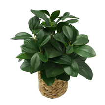 Better Homes &amp; Gardens 13&quot; Artificial Peperomia Plant in Natural Wicker Basket - £23.11 GBP