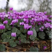 &#39;Qiguaidao&#39; Purple Eastern Cyclamen Seeds, 5 seeds, a must for garden di... - £7.55 GBP