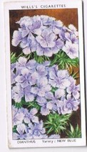 Wills Cigarette Card Garden Flowers #18 Dianthus New Blue - £0.76 GBP